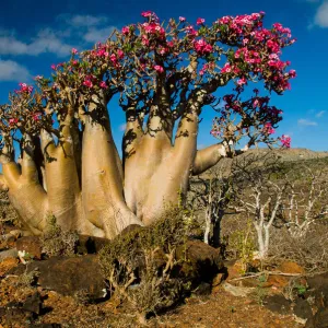 Remote Places Framed Print Collection: Socotra Yemen