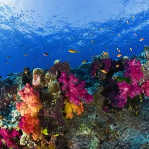 Soft corals on shallow reef, Fiji Soft corals on shallow reef, Fiji