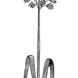 Soft-haired oats (Avena sativa) Soft-haired oats (Avena sativa)