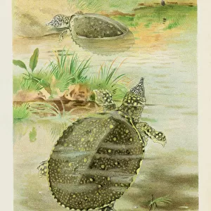 Soft river tortoise chromolithograph 1896