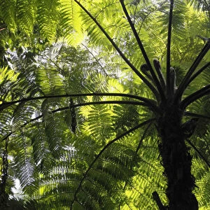 Soft tree fern, Man fern or Tasmanian tree fern (Dicksonia antarctica), Australia