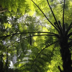 Soft Tree Fern Print