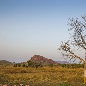 Solitary Baobab Tree -Adansonia sp. -, Kimberley, Western Australia
