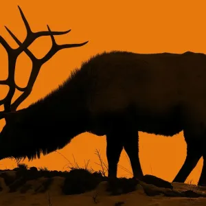 Yellowstone Bull Elk Print