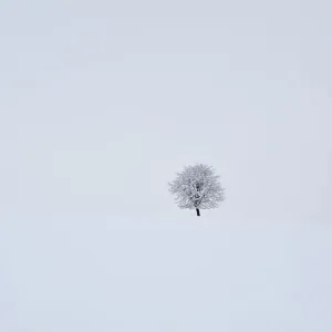 Solitary fruit tree in snow-covered landscape, Ruesselbach, Upper Franconia, Bavaria, Germany Solitary fruit tree in snow-covered landscape, Ruesselbach, Upper Franconia, Bavaria, Germany