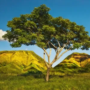 Solitary Honoapilani Tree at First Light Solitary Honoapilani Tree at First Light