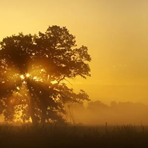 Solitary oak tree in the sunrise on the Elbe meadows, Middle Elbe Biosphere Reserve near Dessau, Saxony-Anhalt, Germany, Europe