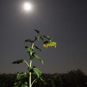 Solitary Sunflower Print under Full Moon Solitary Sunflower Print under Full Moon