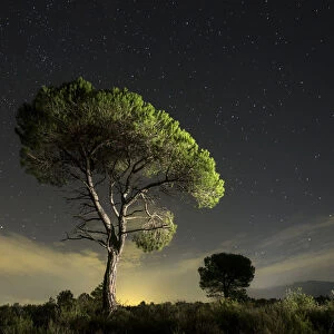 Solitary tree with crepuscular light and stars