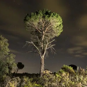 Solitary tree in the mountains with starry night Solitary tree in the mountains with starry night