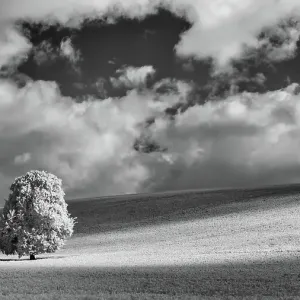 A solitary tree in a Nettleden open field