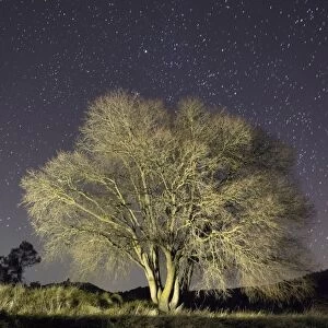 Solitary tree in winter, a night of stars