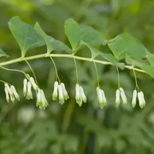 Polygonatum multiflorum Print, Geneva, Switzerland Polygonatum multiflorum Print, Geneva, Switzerland