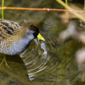 Sora bird (Crake) (Porzana carolina) waterbird