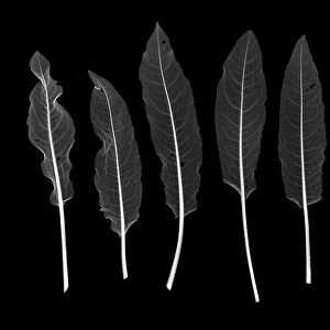 Sorrel leaves (Rumex acetosa), X-ray