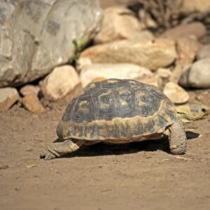 South African Bowsprit Tortoise or Angulate Tortoise -Chersina angulata-, adult, Addo Elephant National Park, Eastern Cape, South Africa