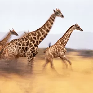 South African giraffes (Giraffa camelopardalis giraffa) running