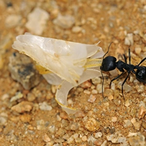 South African Harvester Ant -Messor capensis- worker carrying a seed husk, Goegap Nature Reserve, Namaqualand, South Africa, Africa
