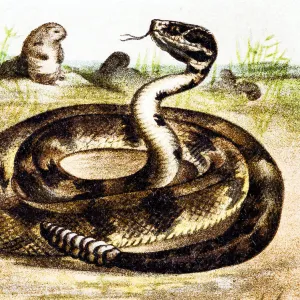 South American rattlesnake (Crotalus durissus)