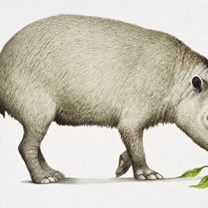 South American Tapir, Tapirus terrestris, side view, eating