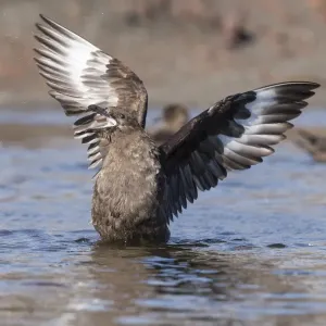 South Polar Skua Print - Deception Island, Antarctica South Polar Skua Print - Deception Island, Antarctica
