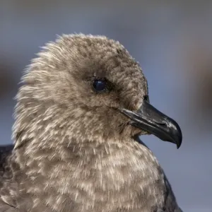 South Polar Skua -Stercorarius maccormicki-, portrait, with a visible third eyelid -plica semilunaris conjunctivae, membrane nicitans or palpebra tertiary-, Whalers Bay, Deception Island, South Shetland Islands, Antarctic Peninsula, Antarctica South Polar Skua -Stercorarius maccormicki-, portrait, with a visible third eyelid -plica semilunaris conjunctivae, membrane nicitans or palpebra tertiary-, Whalers Bay, Deception Island, South Shetland Islands, Antarctic Peninsula, Antarctica