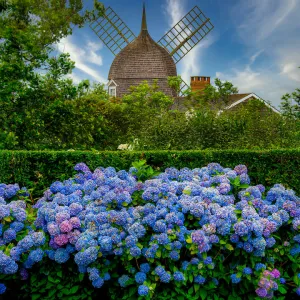 Southampton Summer Scenes with Windmill and Hydrangea in Bloom