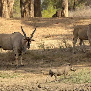 Southern Eland, Mana Pools National Park, Zimbabwe