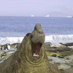 Southern elephant seal bull roaring