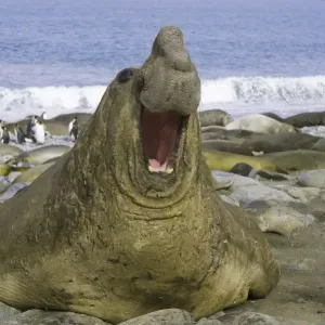 Phoque de l'éléphant du sud mâle rugissant. Phoque de l'éléphant du sud mâle rugissant.