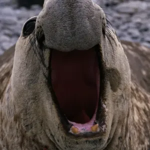 Southern Elephant Seal (Mirounga leonina), South Georgia Island Southern Elephant Seal (Mirounga leonina), South Georgia Island