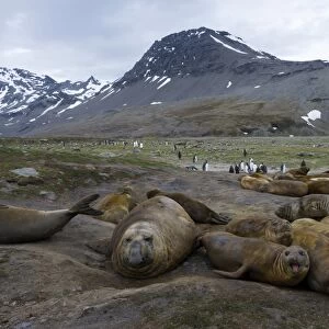 Southern Elephant Seals -Mirounga leonina-, males, various ages, St. Andrews Bay, South Georgia and the South Sandwich Islands, United Kingdom