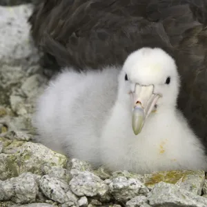 Southern giant petrel chick, Antarctic Peninsula