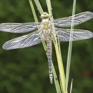 Southern Hawker or Blue Darner (Aeshna cyanea), freshly hatched, with outspread but still glassy wings, Allgaeu, Bavaria, Germany, Europe Southern Hawker or Blue Darner (Aeshna cyanea), freshly hatched, with outspread but still glassy wings, Allgaeu, Bavaria, Germany, Europe