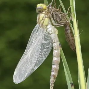 Southern Hawker Dragonfly Exuvia Print Southern Hawker Dragonfly Exuvia Print