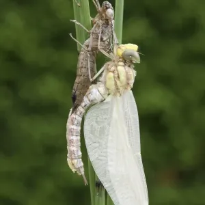 Southern Hawker or Blue Darner (Aeshna cyanea), dragonfly hatching from the larvae skin or exuvia, curved body and wings still hanging down limp, Allgaeu, Bavaria, Germany, Europe Southern Hawker or Blue Darner (Aeshna cyanea), dragonfly hatching from the larvae skin or exuvia, curved body and wings still hanging down limp, Allgaeu, Bavaria, Germany, Europe