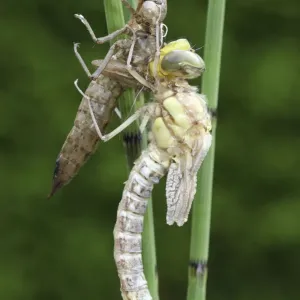Southern Hawker or Blue Darner (Aeshna cyanea), dragonfly hatching from the larvae skin or exuvia, wings still folded, Allgaeu, Bavaria, Germany, Europe Southern Hawker or Blue Darner (Aeshna cyanea), dragonfly hatching from the larvae skin or exuvia, wings still folded, Allgaeu, Bavaria, Germany, Europe