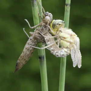 Southern Hawker or Blue Darner (Aeshna cyanea), dragonfly hatching from the larvae skin or exuvia, Allgaeu, Bavaria, Germany, Europe Southern Hawker or Blue Darner (Aeshna cyanea), dragonfly hatching from the larvae skin or exuvia, Allgaeu, Bavaria, Germany, Europe