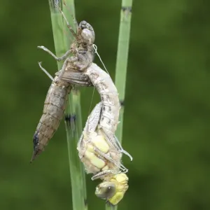 Southern Hawker or Blue Darner (Aeshna cyanea), dragonfly hatching from the larvae skin or exuvia, Allgaeu, Bavaria, Germany, Europe Southern Hawker or Blue Darner (Aeshna cyanea), dragonfly hatching from the larvae skin or exuvia, Allgaeu, Bavaria, Germany, Europe