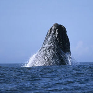 Southern Right Whale (Eubaleana Australis) Breaching the Ocean Surface
