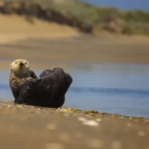 Southern Sea Otter Print Southern Sea Otter Print