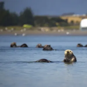 Southern Sea Otter Print Southern Sea Otter Print