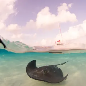 Southern Stingray over / under Southern Stingray over / under