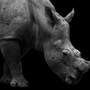 Southern White Rhinoceros Portrait Monochrome