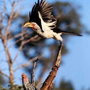 Southern Yellow-Billed Hornbills (The Banana Birds), Kruger National Park, South Africa