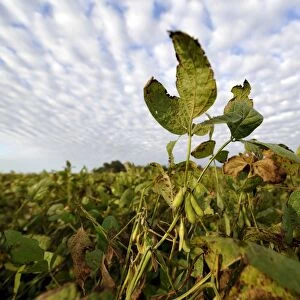 Soybean plants -Glycine max-, soybean plantation, Argentina, South America