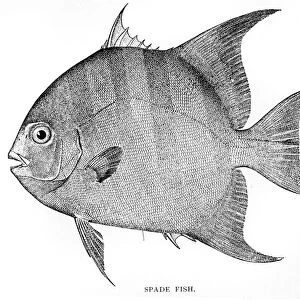 Spade fish engraving 1898