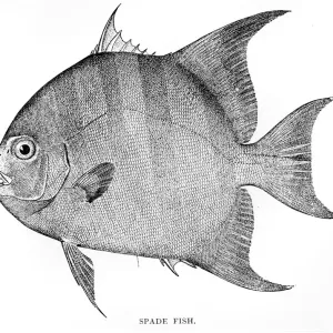 Spade fish engraving 1898 Spade fish engraving 1898