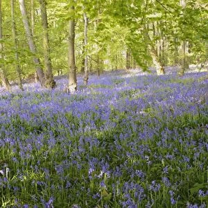 Spanish Bluebells -Hyacinthoides hispanica- in a deciduous forest