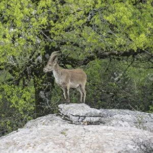 Spanish Ibex -Capra pyrenaica hispanica-, Antequera, Andalusia, Spain